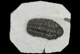 Adrisiops Weugi Trilobite - Recently Described Phacopid #115087-1